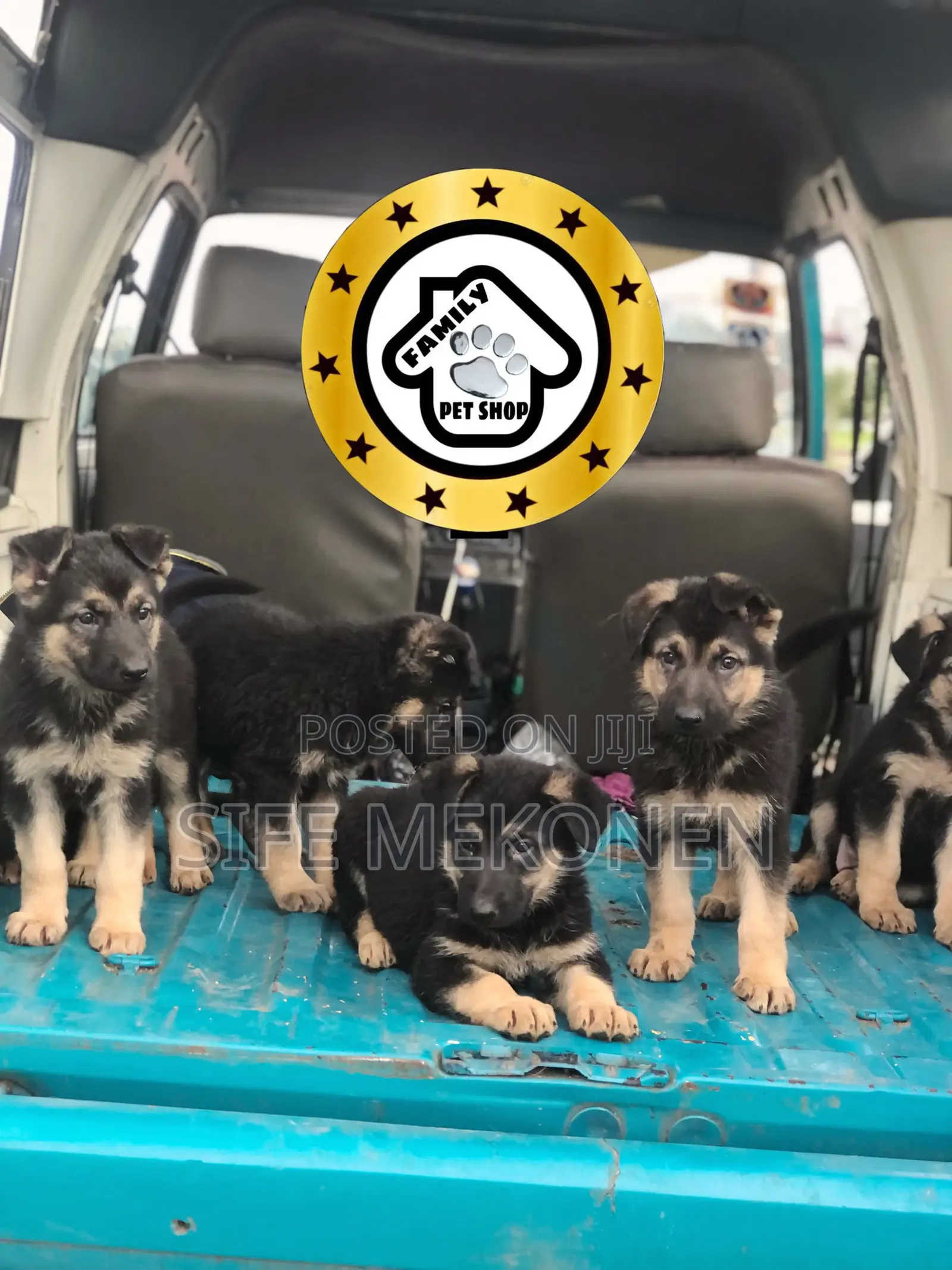 1-3 months Male Purebred German Shepherd