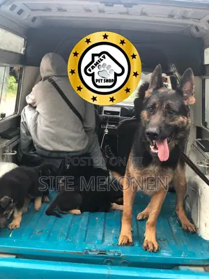 1-3 months Male Purebred German Shepherd