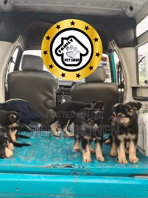 1-3 months Male Purebred German Shepherd