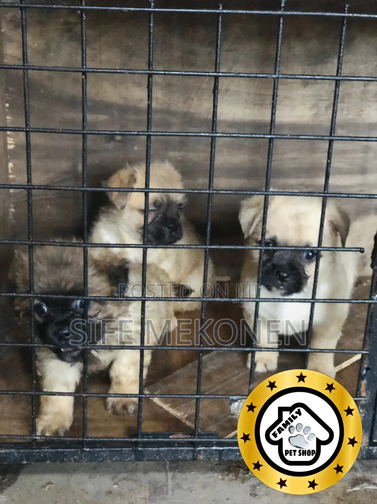 1-3 months Male Purebred Pug