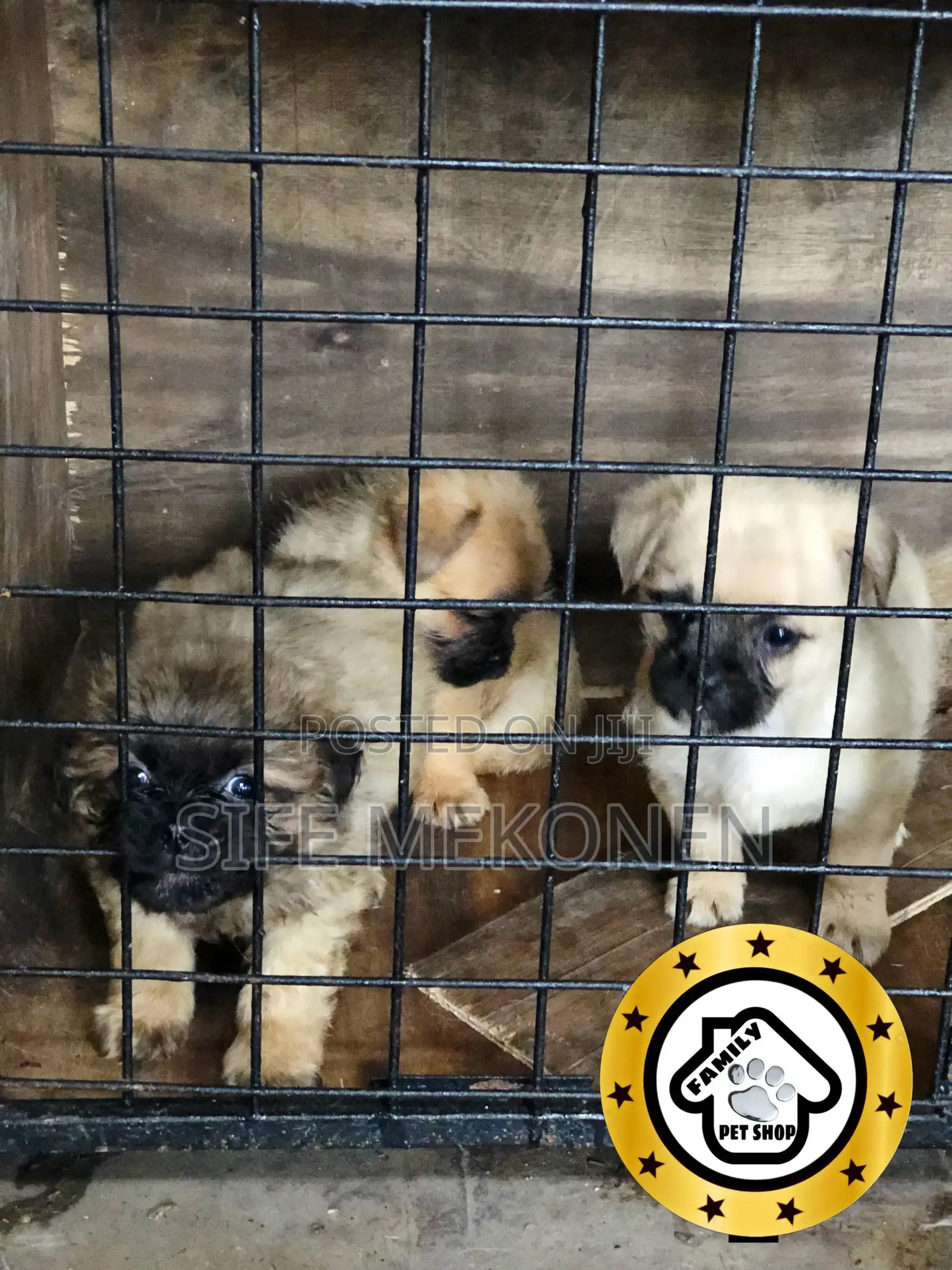 1-3 months Male Purebred Pug