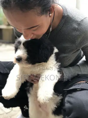 1-3 months Male Purebred Maltese