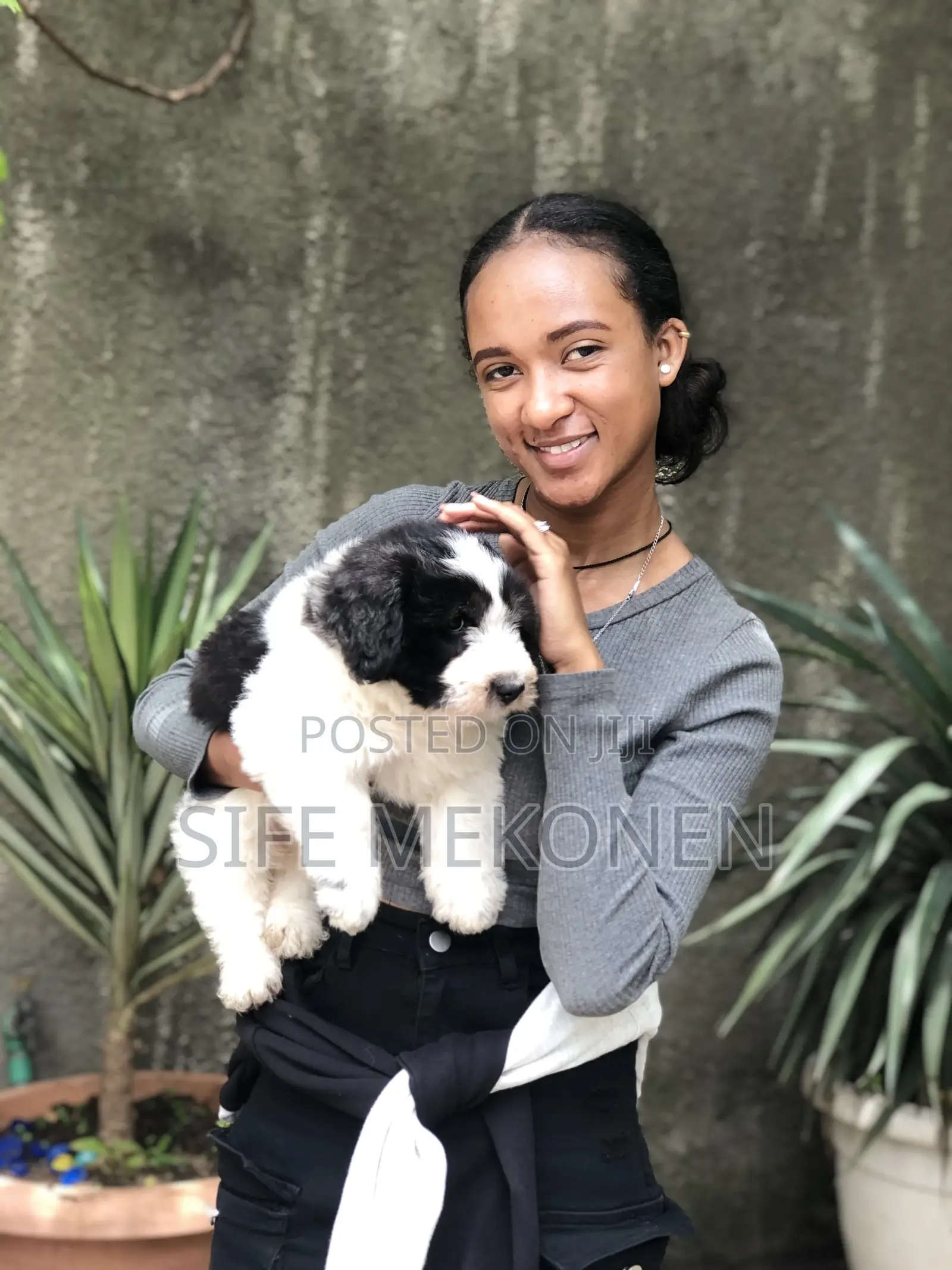 1-3 months Male Purebred Maltese