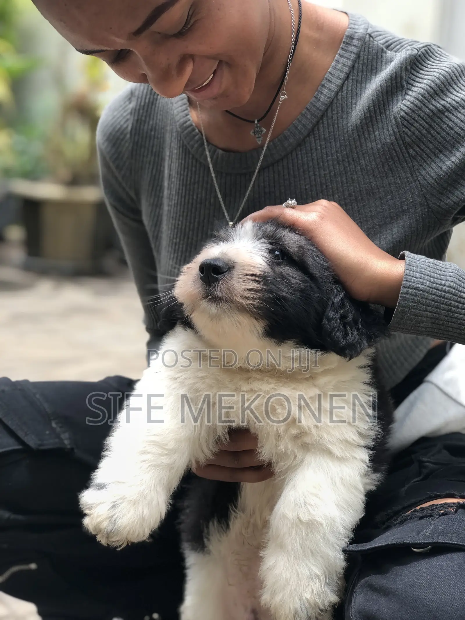 1-3 months Male Purebred Maltese