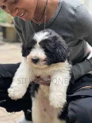 Photo - 1-3 months Male Purebred Maltese