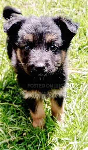 Photo - 1-3 months Male Purebred German Shepherd