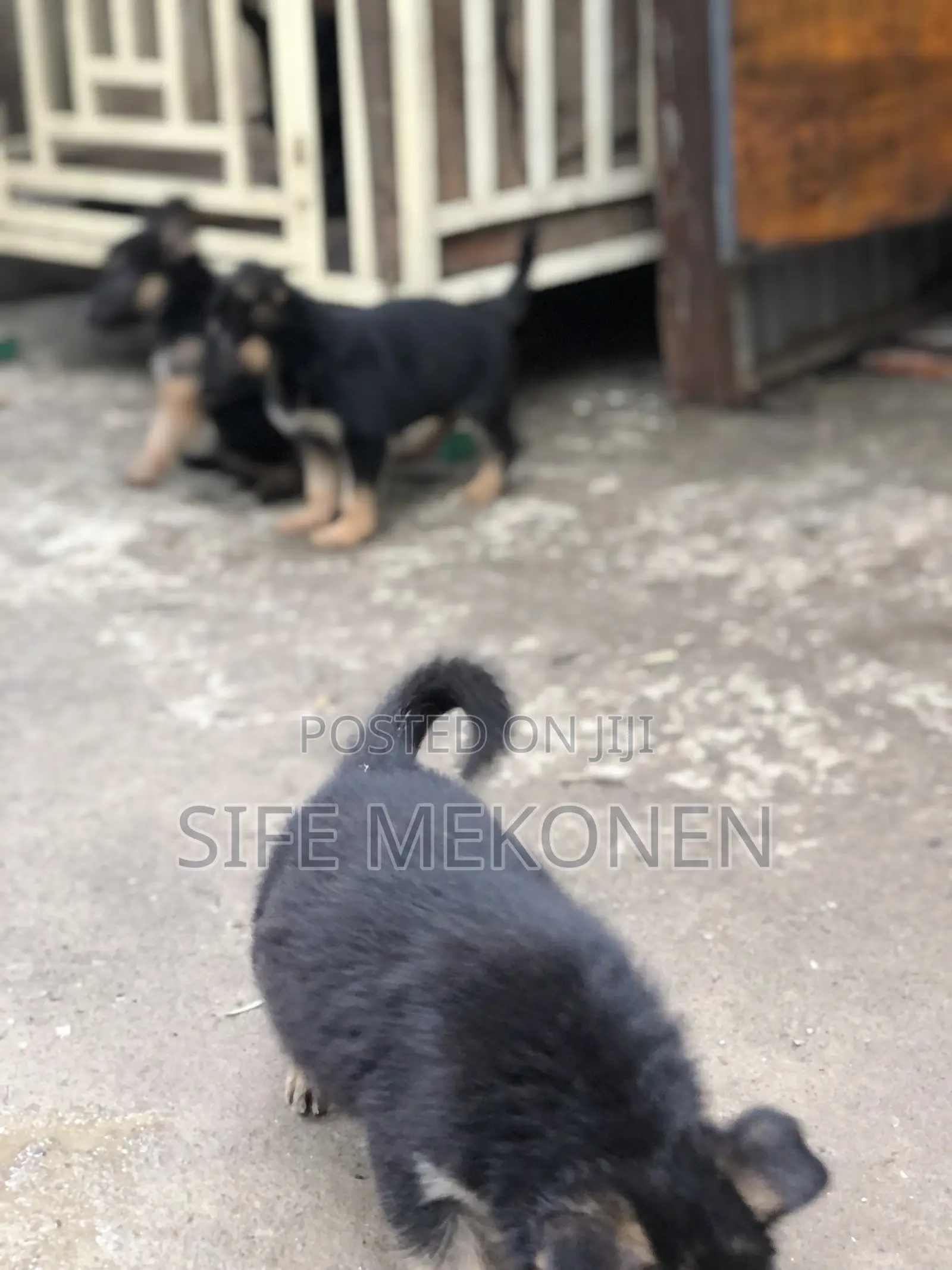 1-3 months Male Purebred German Shepherd