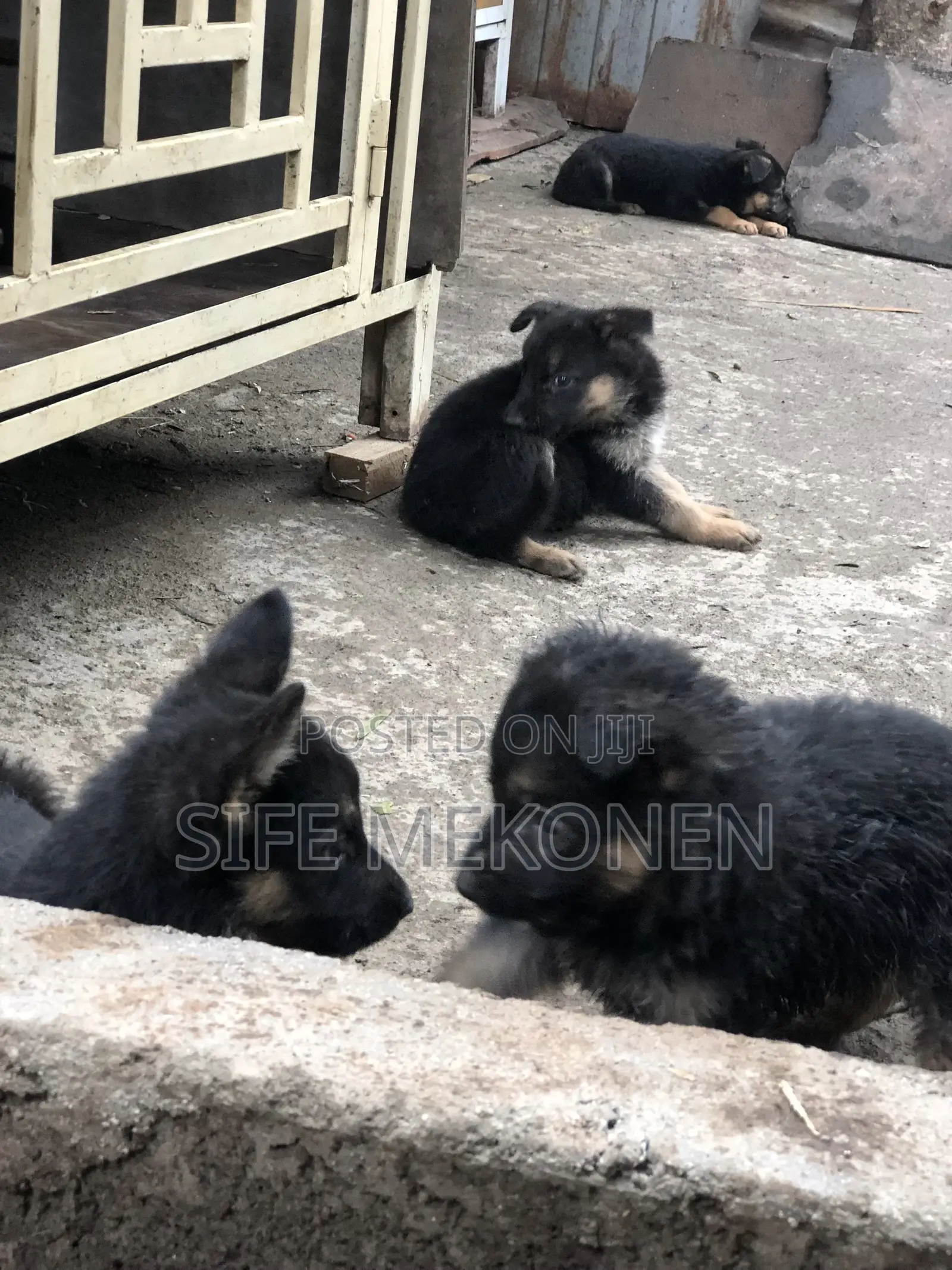 1-3 months Male Purebred German Shepherd