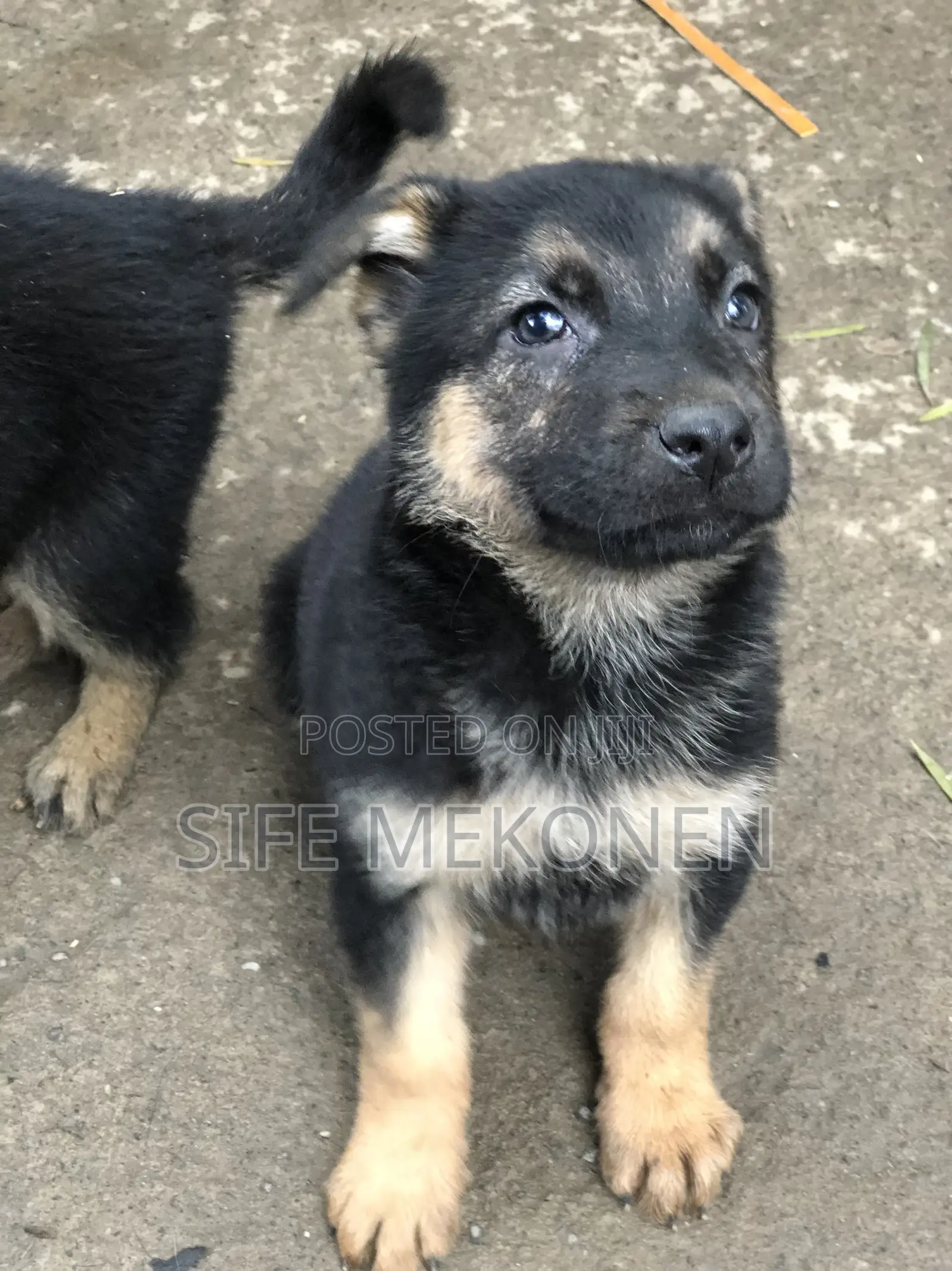 1-3 months Male Purebred German Shepherd