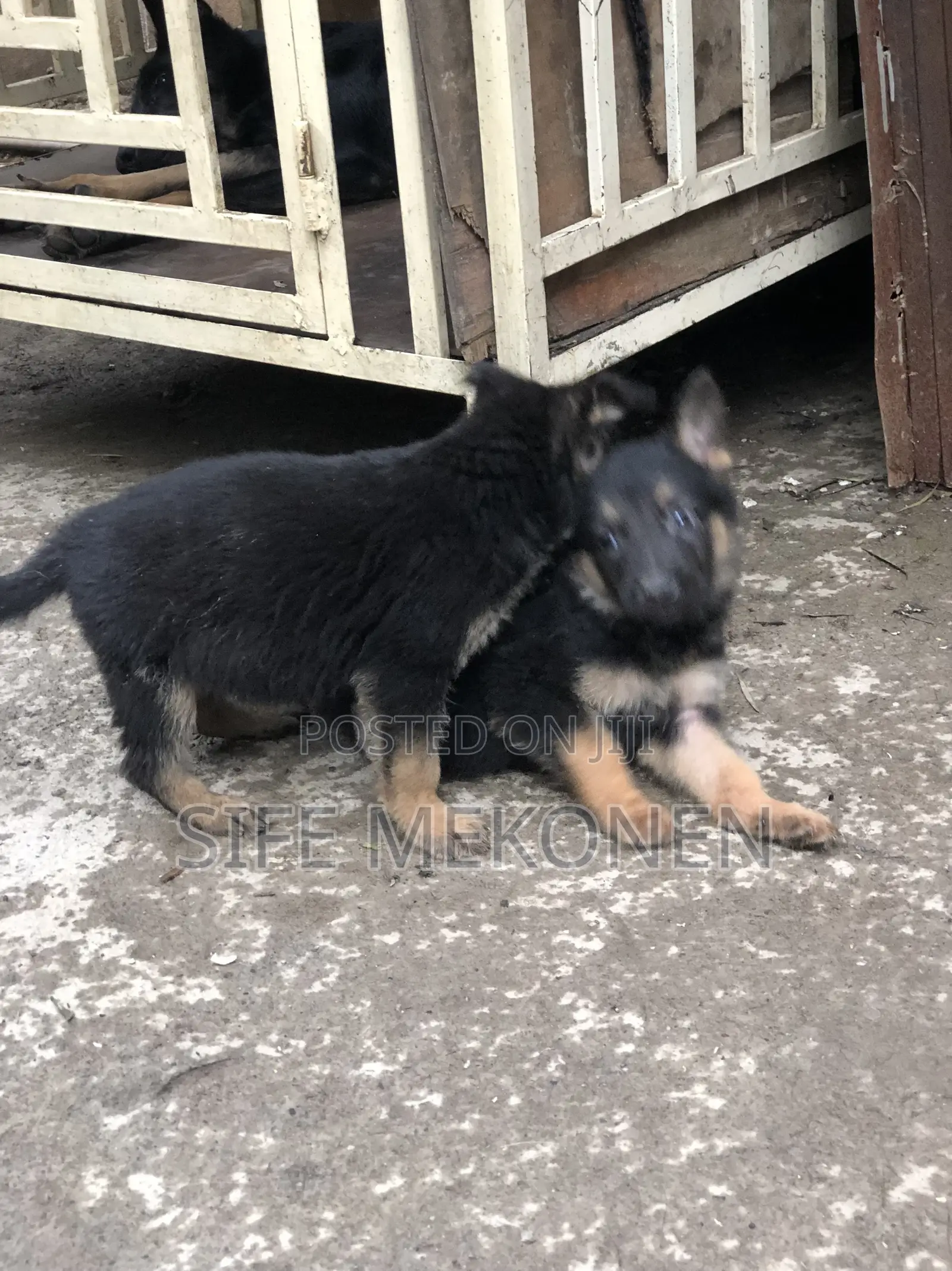 1-3 months Male Purebred German Shepherd