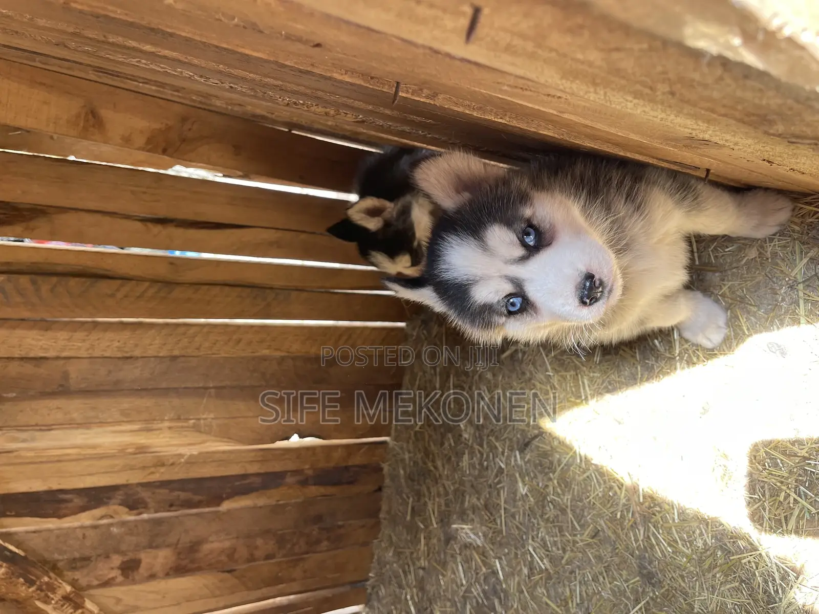 1-3 months Male Purebred German Shepherd