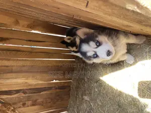 1-3 months Male Purebred German Shepherd