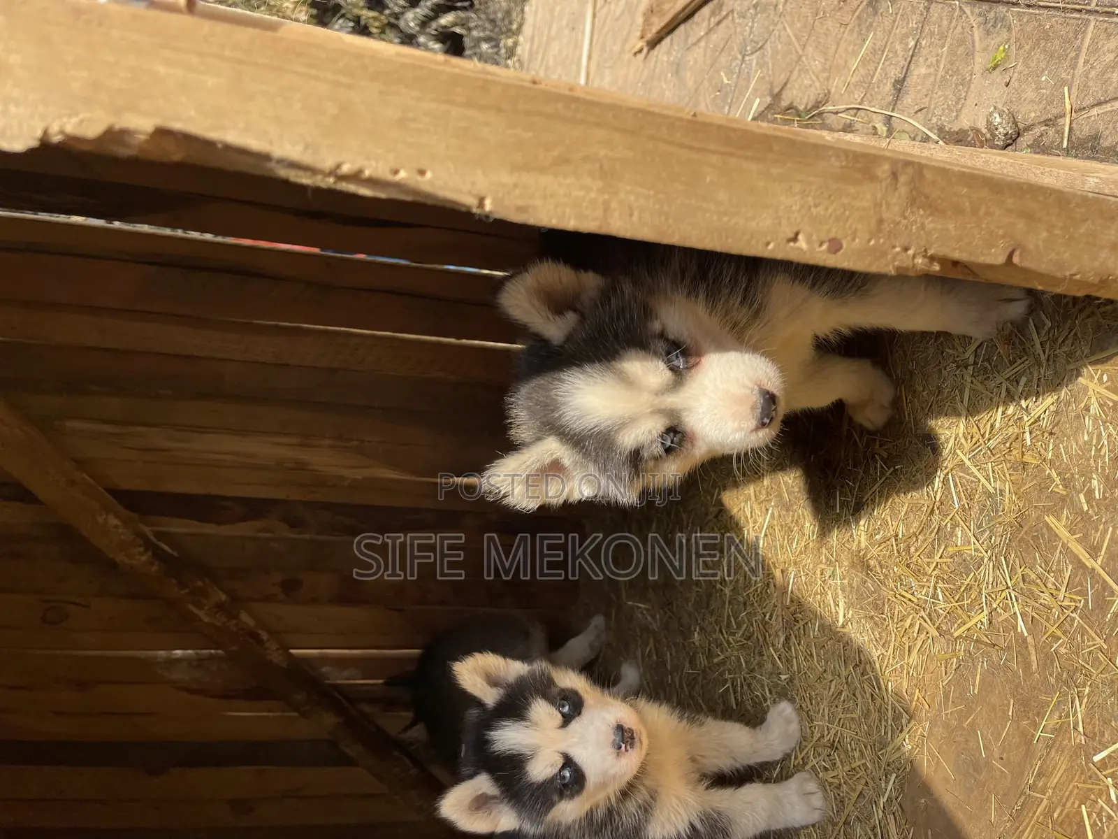 1-3 months Male Purebred German Shepherd