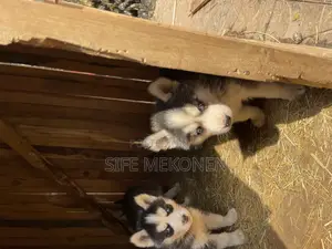 1-3 months Male Purebred German Shepherd