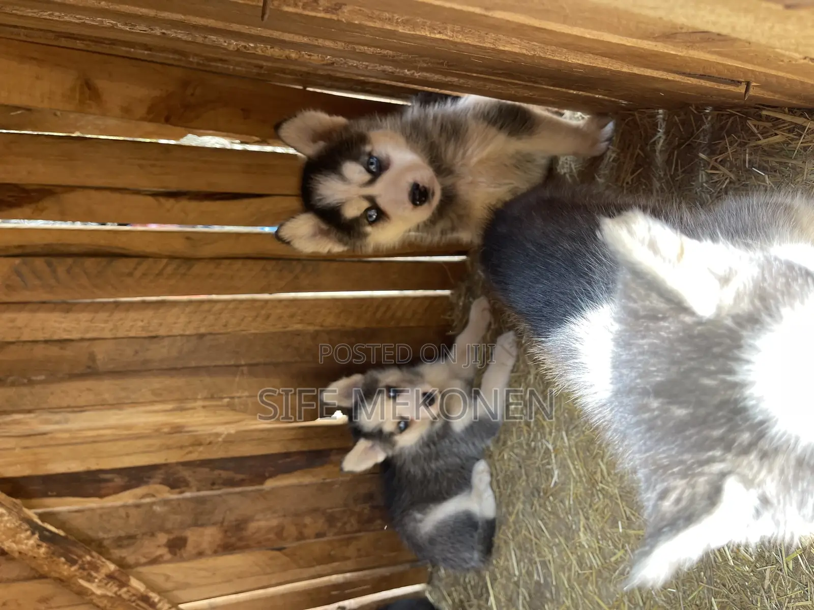 1-3 months Male Purebred German Shepherd