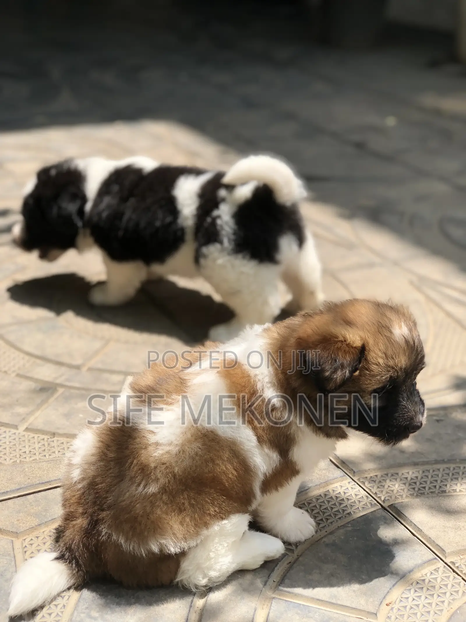 1-3 months Male Purebred Maltese