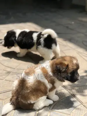 Photo - 1-3 months Male Purebred Maltese