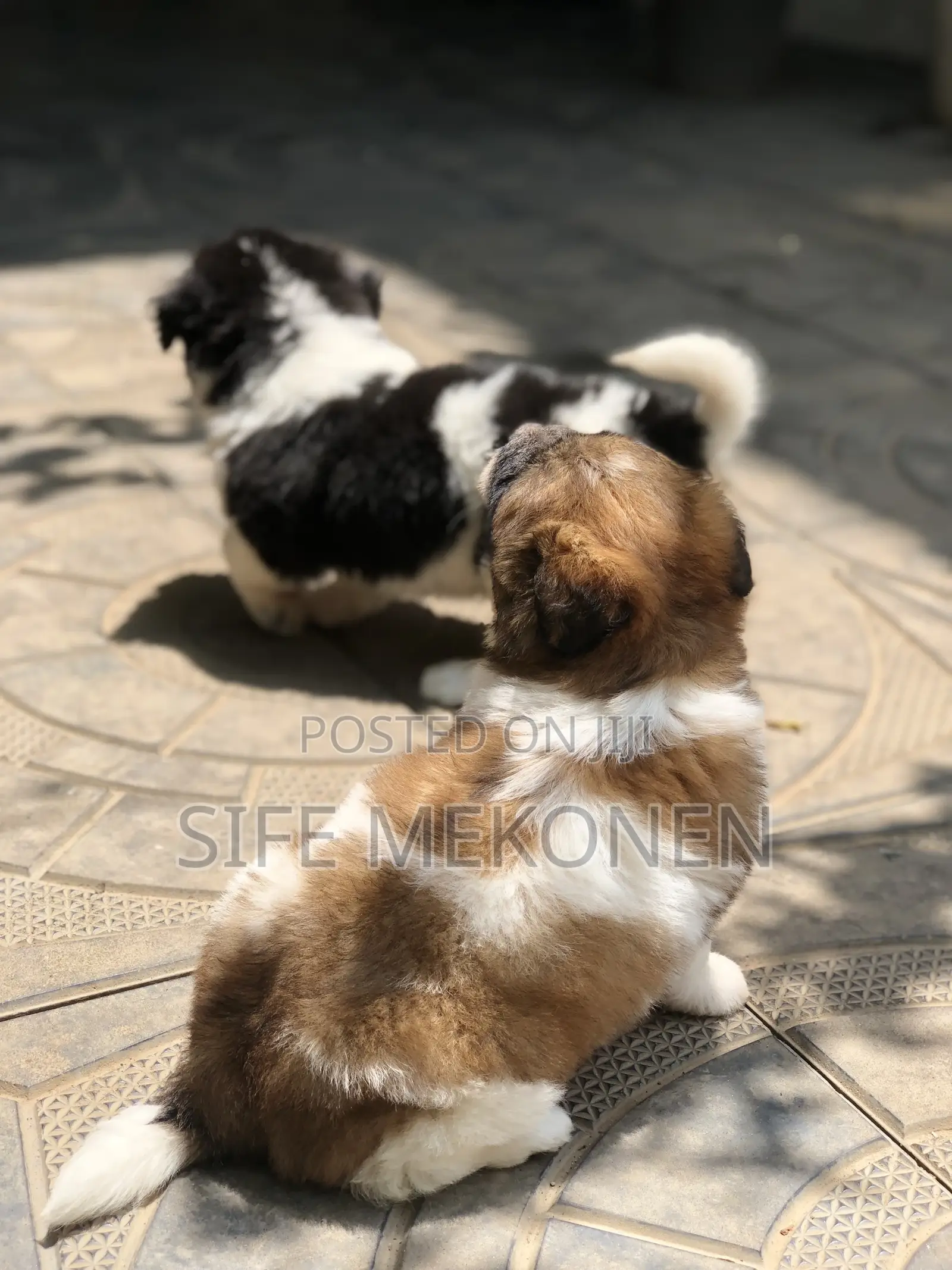 1-3 months Male Purebred Maltese