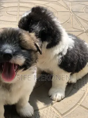 1-3 months Male Purebred Maltese
