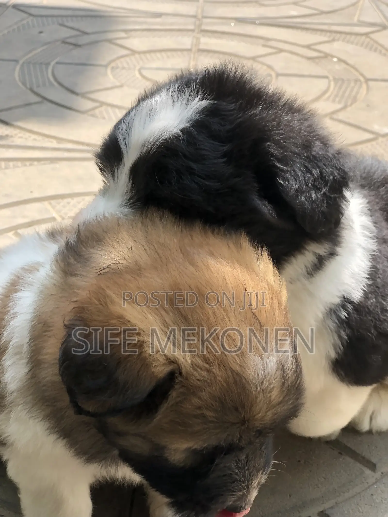 1-3 months Male Purebred Maltese