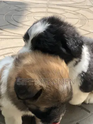 1-3 months Male Purebred Maltese