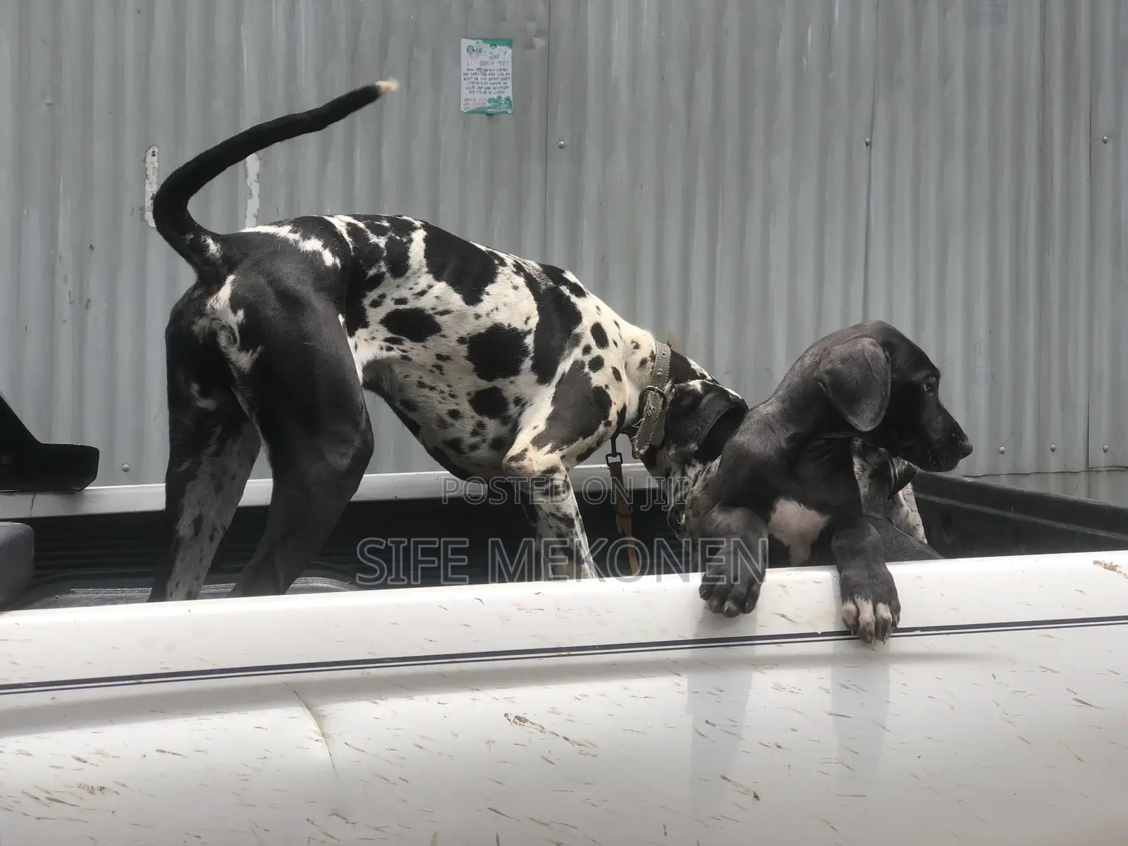 1-3 months Male Purebred Great Dane