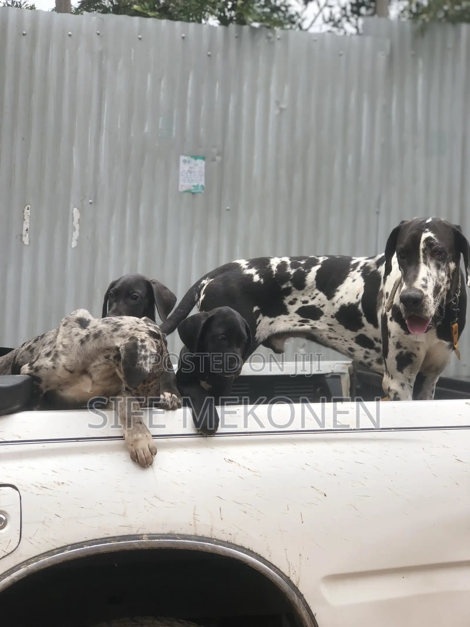 1-3 months Male Purebred Great Dane