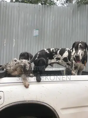 Photo - 1-3 months Male Purebred Great Dane