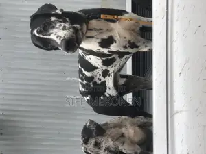 1-3 months Male Purebred Great Dane