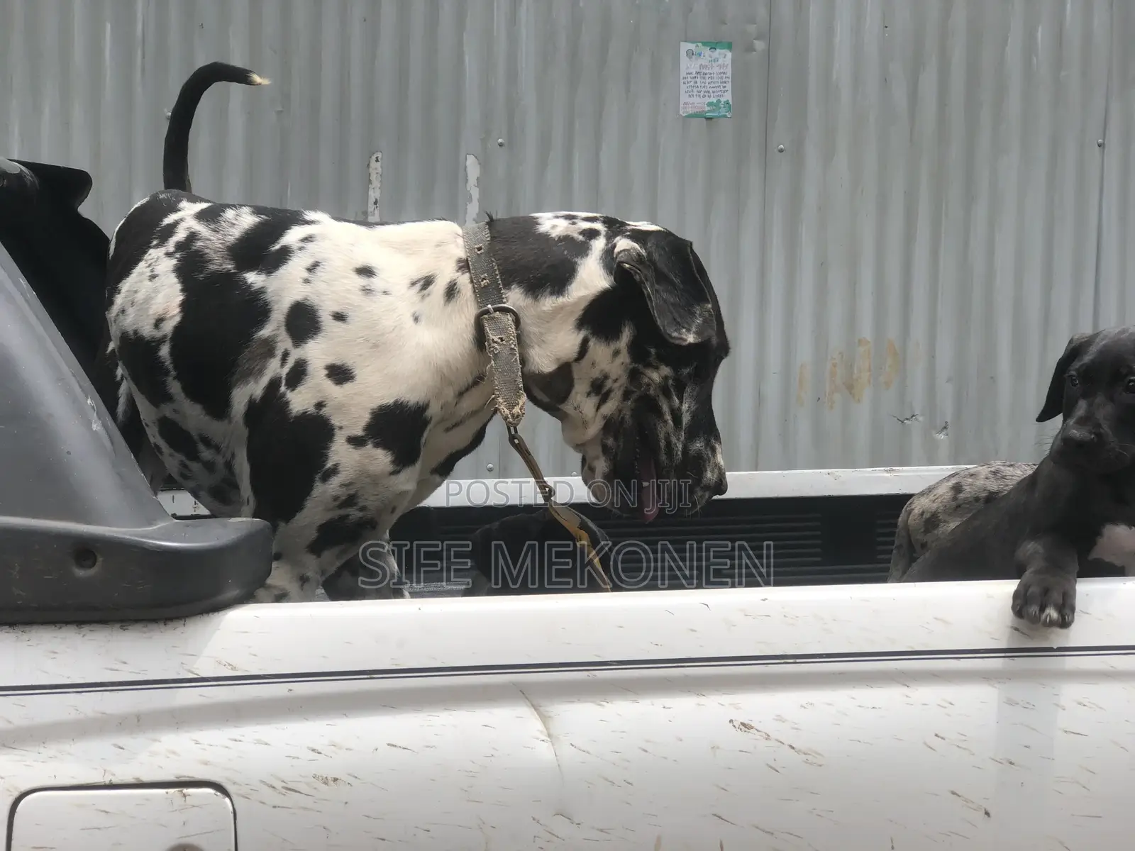 1-3 months Male Purebred Great Dane