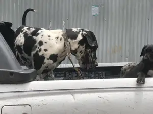 1-3 months Male Purebred Great Dane