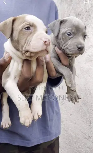 1-3 months Male Purebred American Bully
