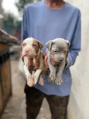 Photo - 1-3 months Male Purebred American Bully