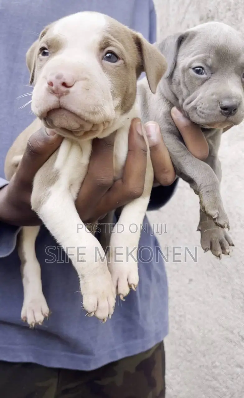 1-3 months Male Purebred American Bully