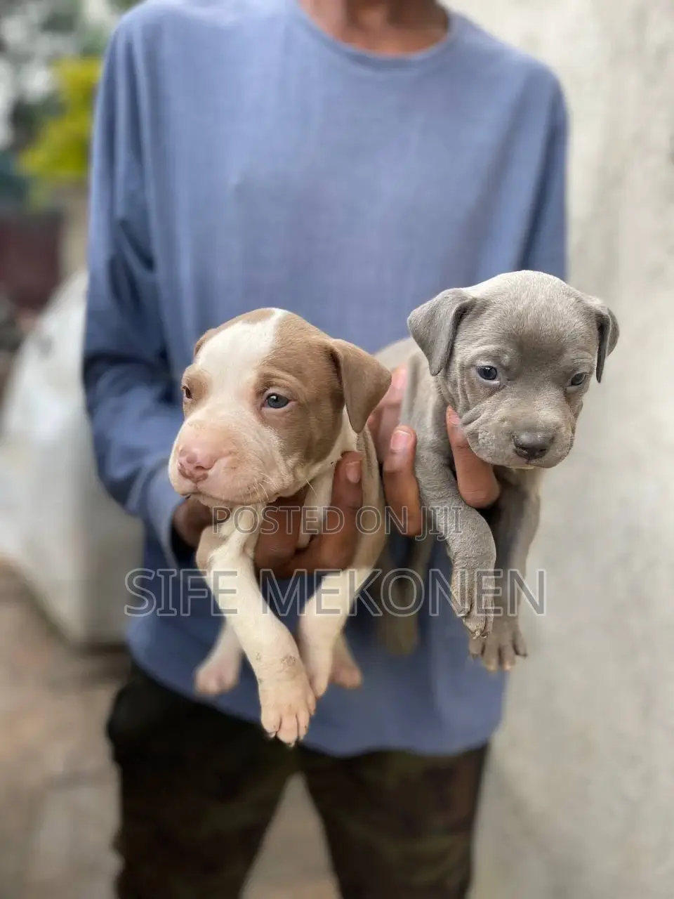 1-3 months Male Purebred American Bully