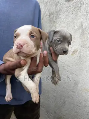 1-3 months Male Purebred American Bully