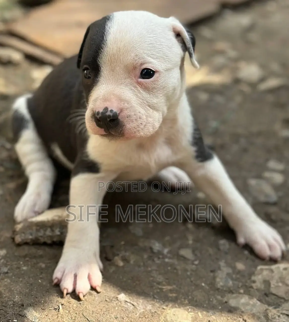 1-3 months Male Purebred American Bully