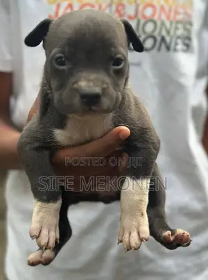 1-3 months Male Purebred American Bully