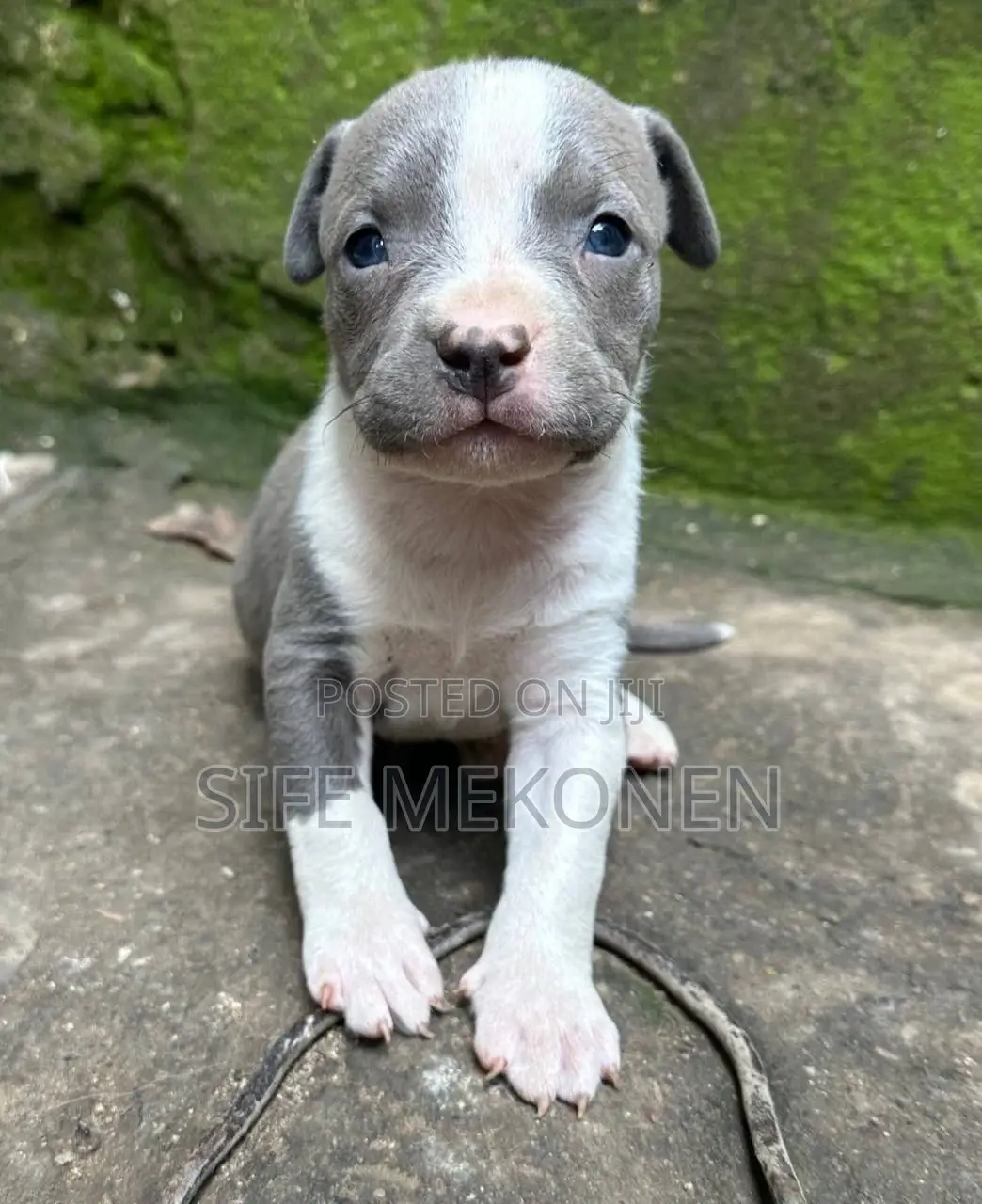 1-3 months Male Purebred American Bully