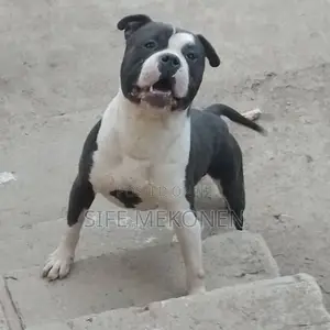 1-3 months Male Purebred American Bully