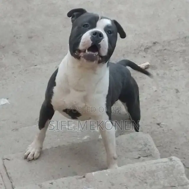 1-3 months Male Purebred American Bully
