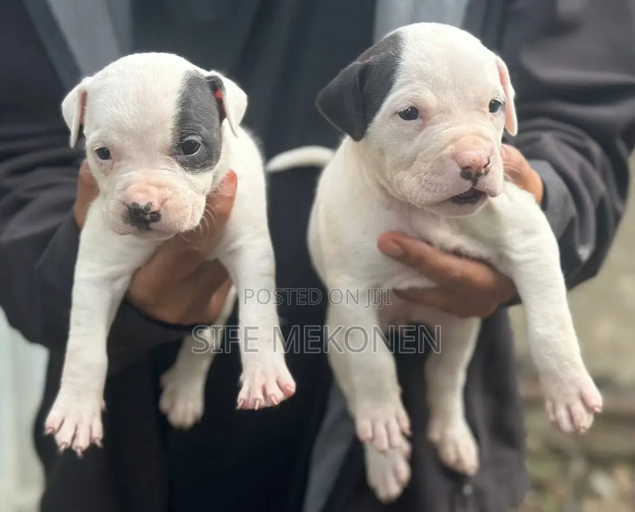 1-3 months Male Purebred American Bully