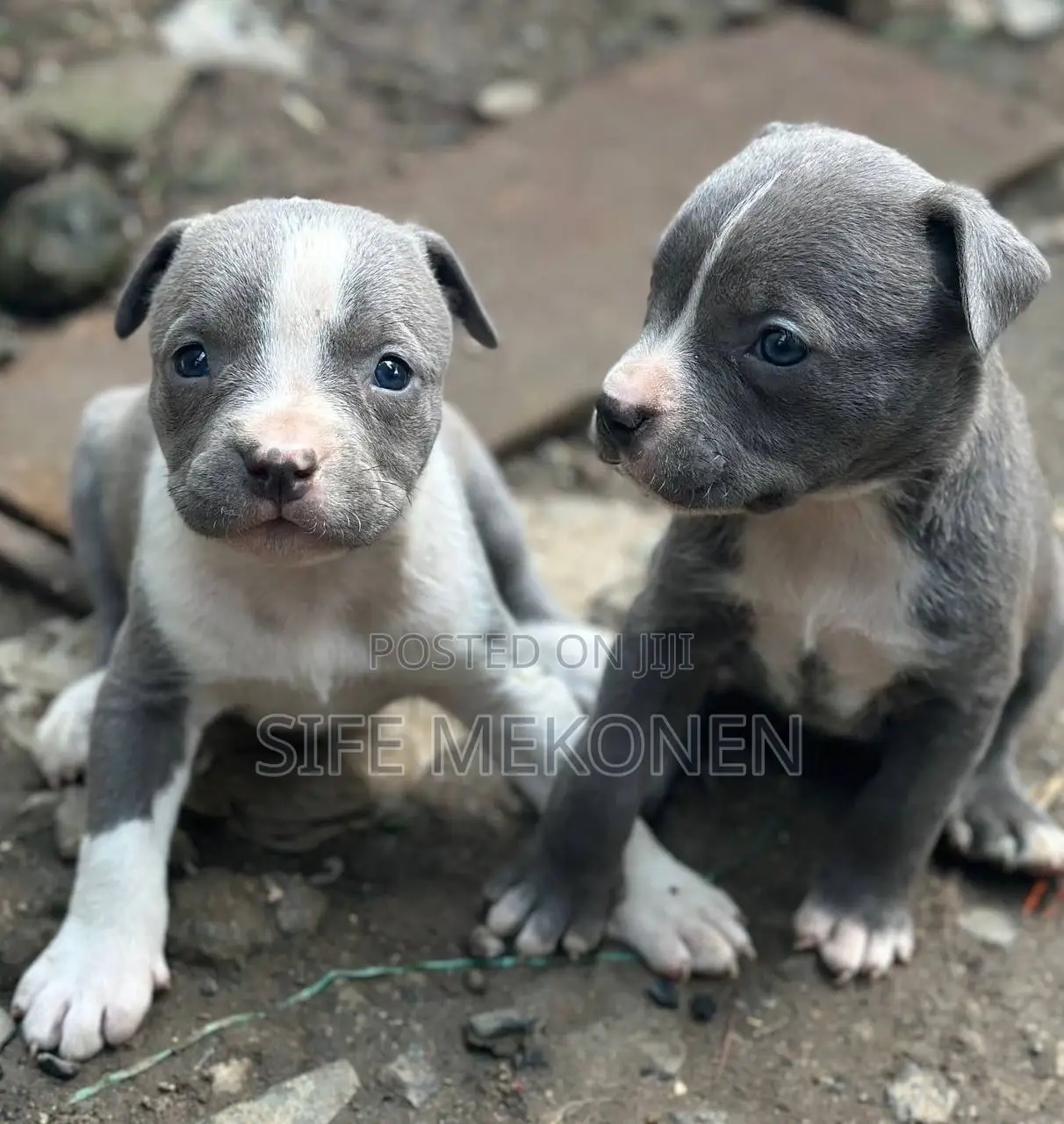 1-3 months Male Purebred American Bully