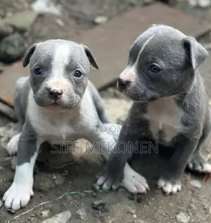 1-3 months Male Purebred American Bully