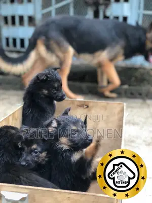 1-3 months Male Purebred German Shepherd