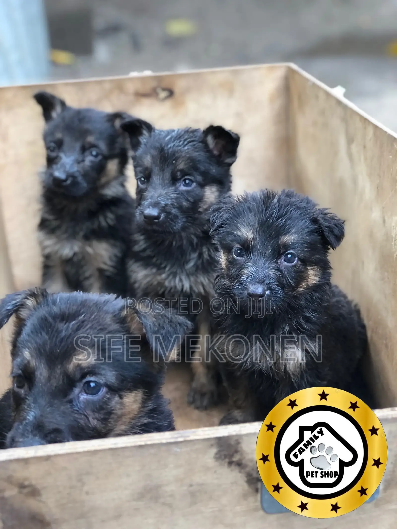 1-3 months Male Purebred German Shepherd