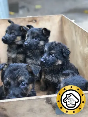 1-3 months Male Purebred German Shepherd