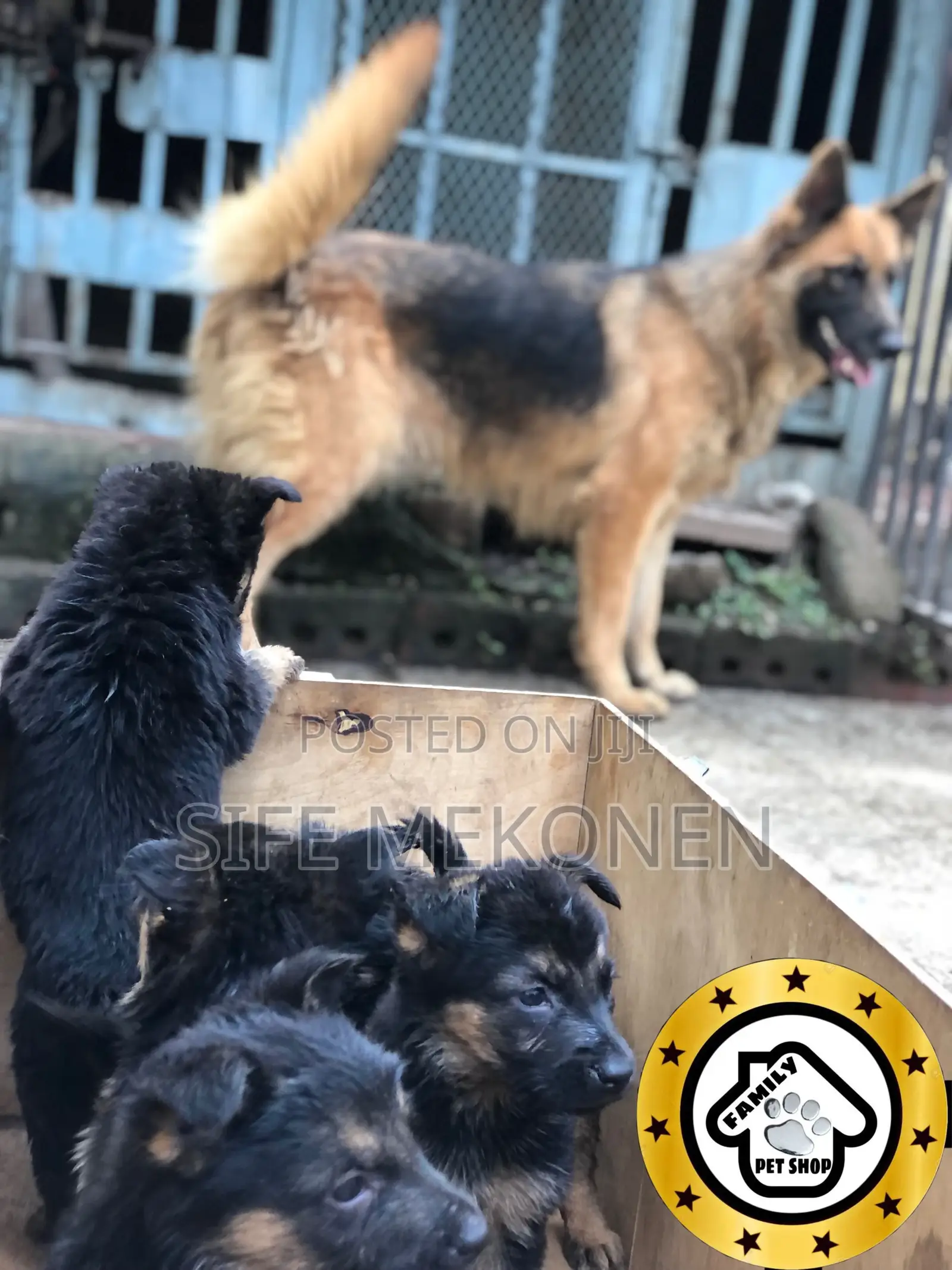 1-3 months Male Purebred German Shepherd