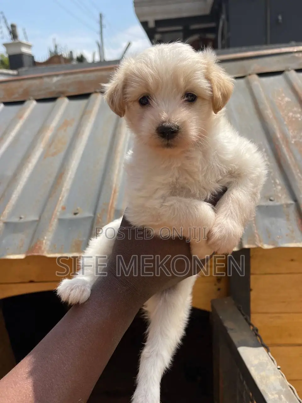 1-3 months Male Purebred Maltese