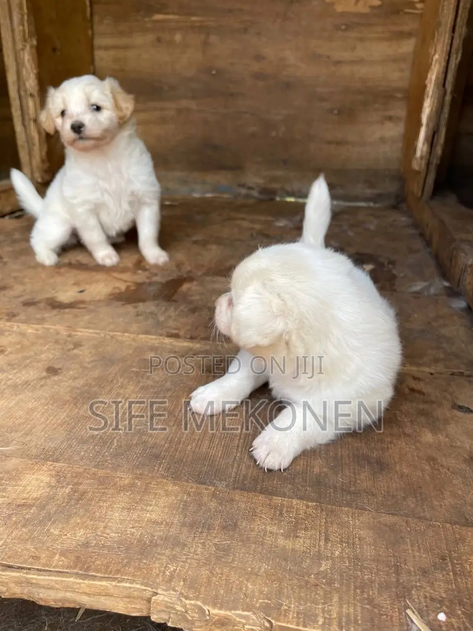 1-3 months Male Purebred Maltese
